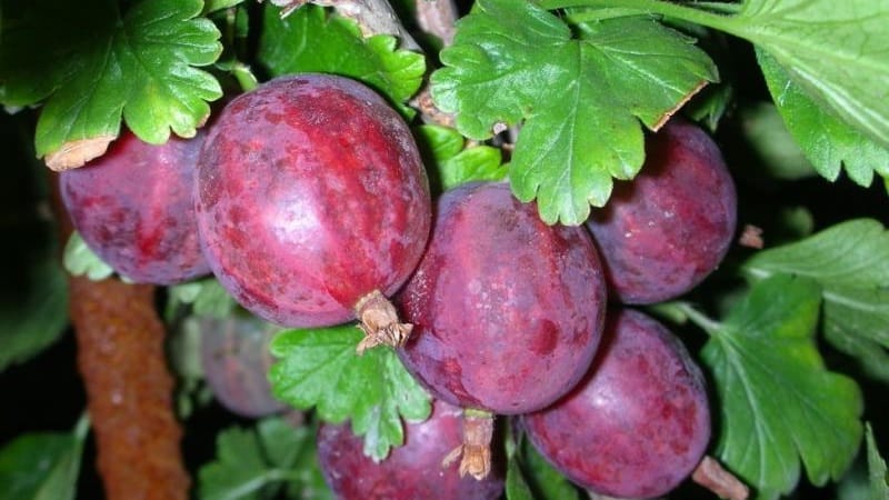 The most popular and productive gooseberry varieties