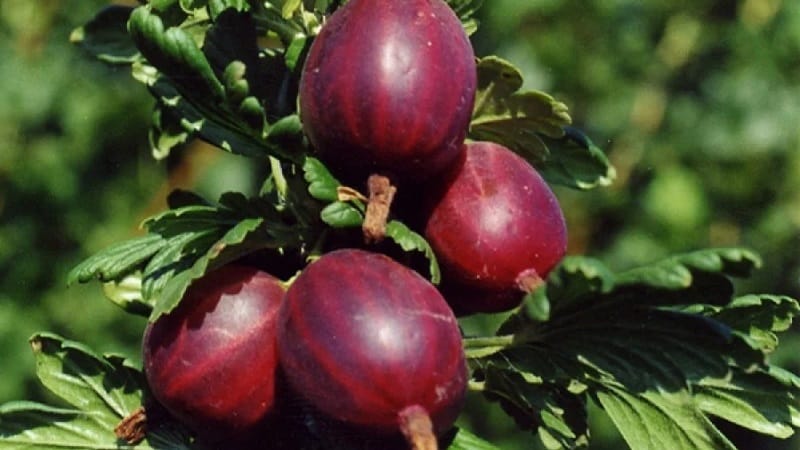 Ang pinakasikat at produktibong uri ng gooseberry