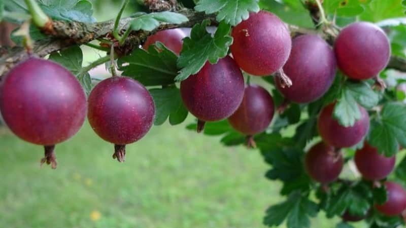 Ang pinakasikat at produktibong uri ng gooseberry