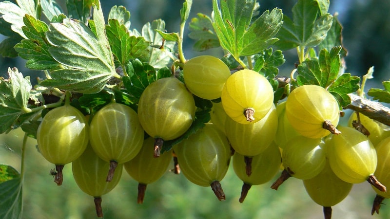 The most popular and productive gooseberry varieties