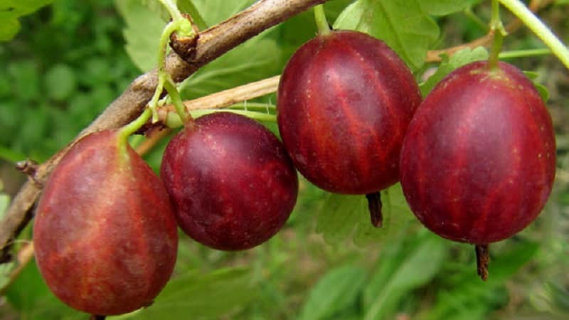 The most popular and productive gooseberry varieties