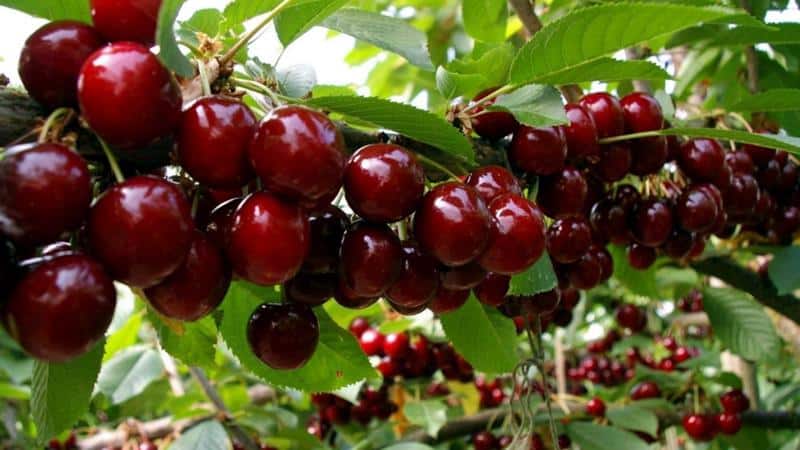 Peraturan putaran tanaman di taman: apa yang boleh ditanam di sebelah blackcurrants