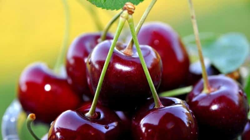 Las variedades de cerezas más dulces del centro de Rusia