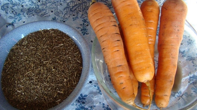 Que tipos de sementes de cenoura existem, como escolhê-las corretamente, plantá-las e cultivá-las você mesmo