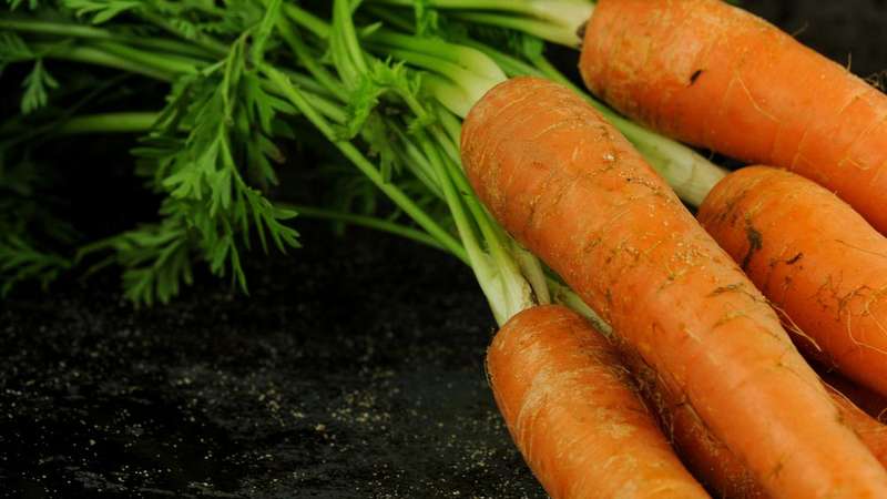 What types of carrot seeds are there, how to choose them correctly, plant them and grow them yourself