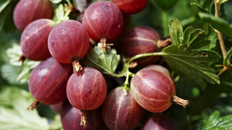 Sweet gooseberry variety with dark red berries Hinnonmaki Red