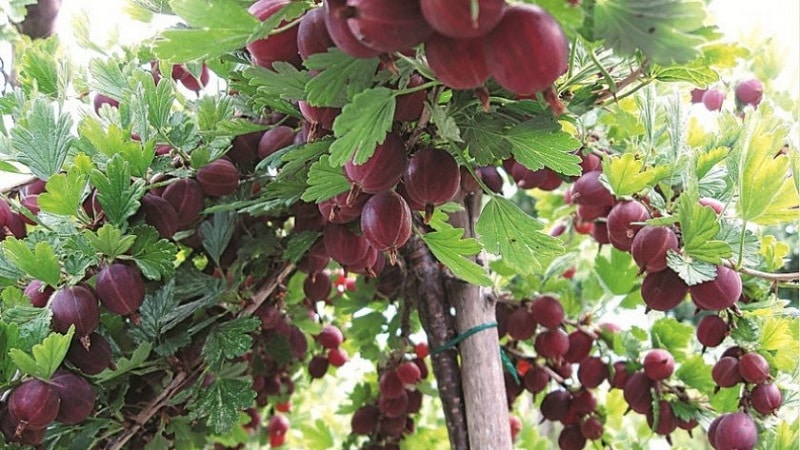 Süße Stachelbeersorte mit dunkelroten Beeren, Hinnonmaki Red