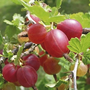 Süße Stachelbeersorte mit dunkelroten Beeren, Hinnonmaki Red