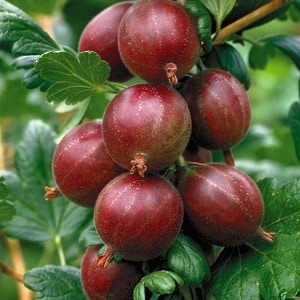 Sweet gooseberry variety with dark red berries Hinnonmaki Red