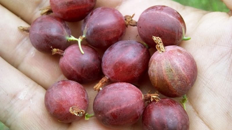 Varieti gooseberry manis dengan beri merah gelap Hinnonmaki Red