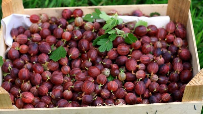 Sladká odroda egrešov s tmavočervenými bobuľami Hinnonmaki Red