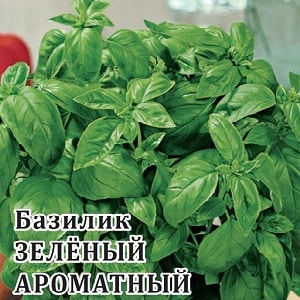 Basil variety Green aromatic: lumalaki mula sa mga buto, katangian at paglalarawan