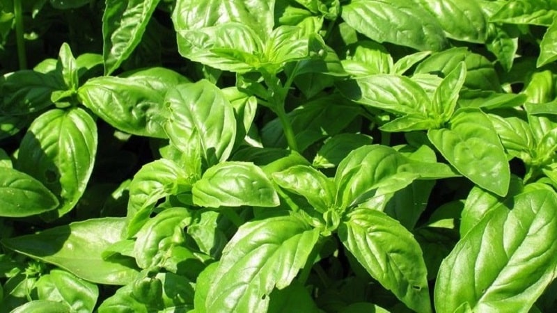 Basil variety Green aromatic: lumalaki mula sa mga buto, katangian at paglalarawan