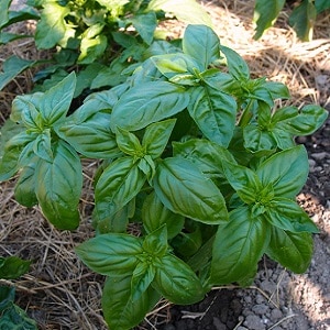 Basil variety Green aromatic: lumalaki mula sa mga buto, katangian at paglalarawan