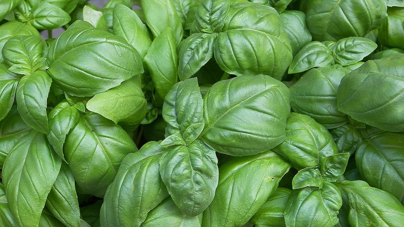 Basil variety Green aromatic: lumalaki mula sa mga buto, katangian at paglalarawan