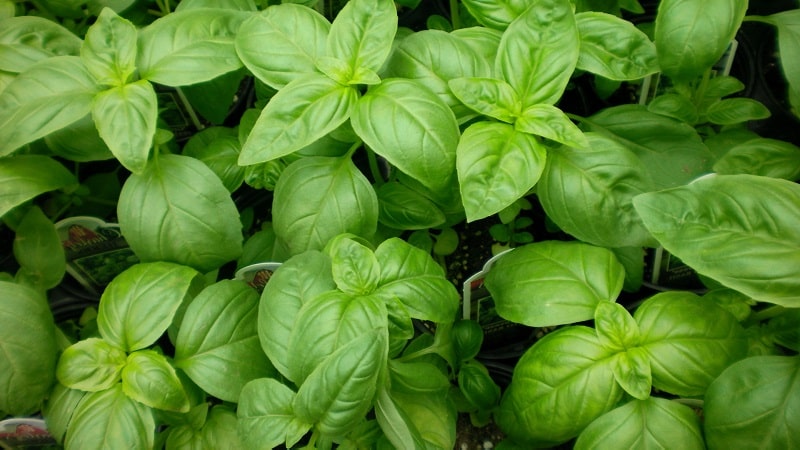 Basil variety Green aromatic: lumalaki mula sa mga buto, katangian at paglalarawan