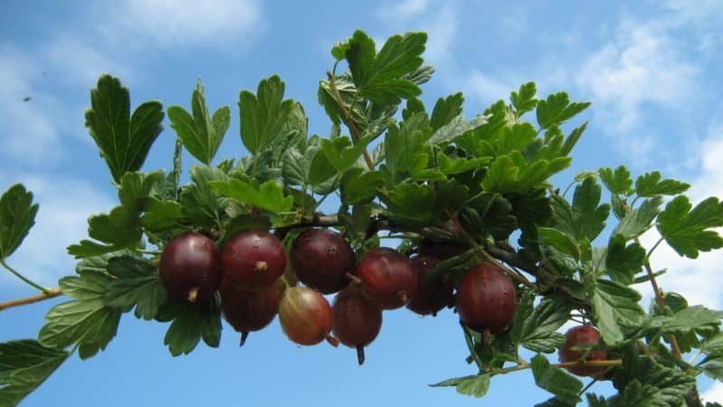 Varieti dan ciri tumbuh gooseberry tanpa duri