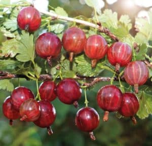 Varietà di uva spina Kolobok ad alto rendimento medio-precoce