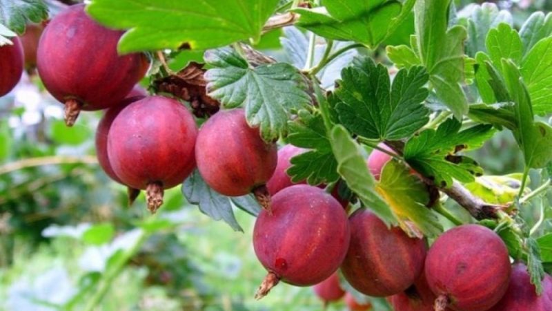 Mid-early high-yielding gooseberry variety Kolobok