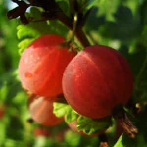 Mittelfrühe, ertragreiche Stachelbeersorte Kolobok