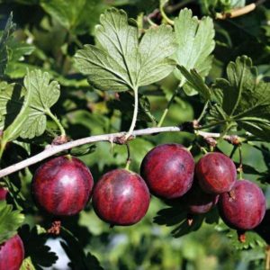 Mittelfrühe, ertragreiche Stachelbeersorte Kolobok