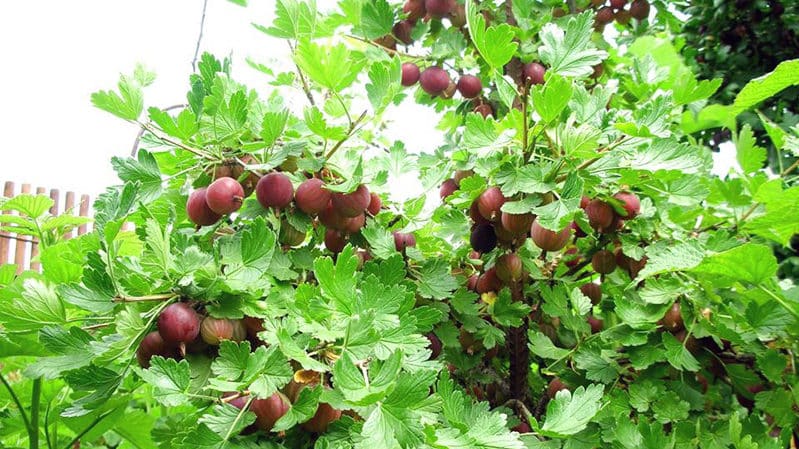 Mittelfrühe, ertragreiche Stachelbeersorte Kolobok