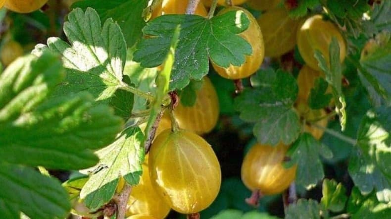 Mid-early gooseberry variety Honey