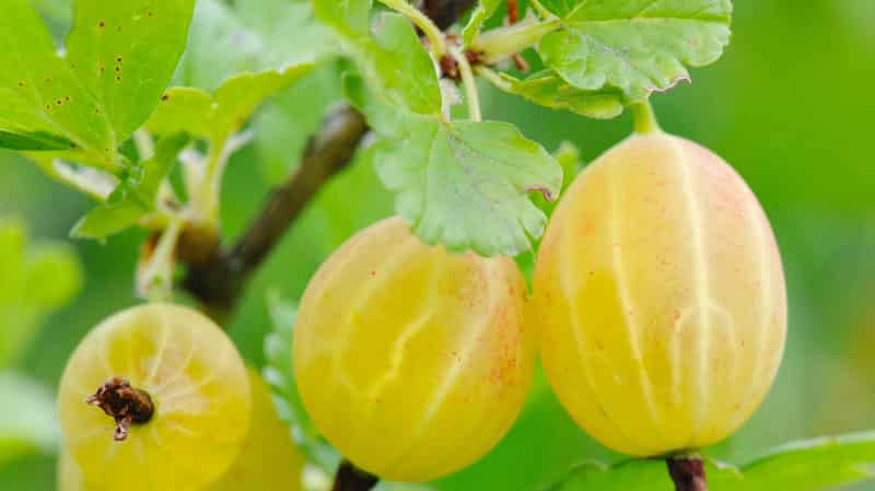 Mid-early gooseberry variety Honey