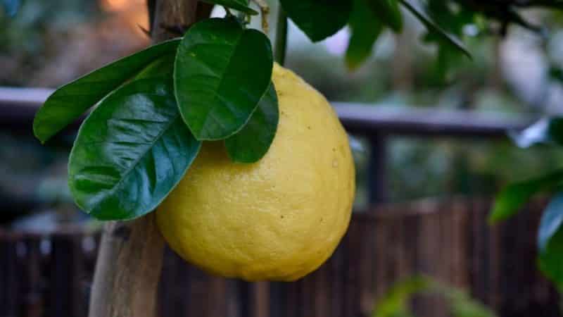 Què té de bo la varietat de llimona Panderosa i per què val la pena cultivar-la?