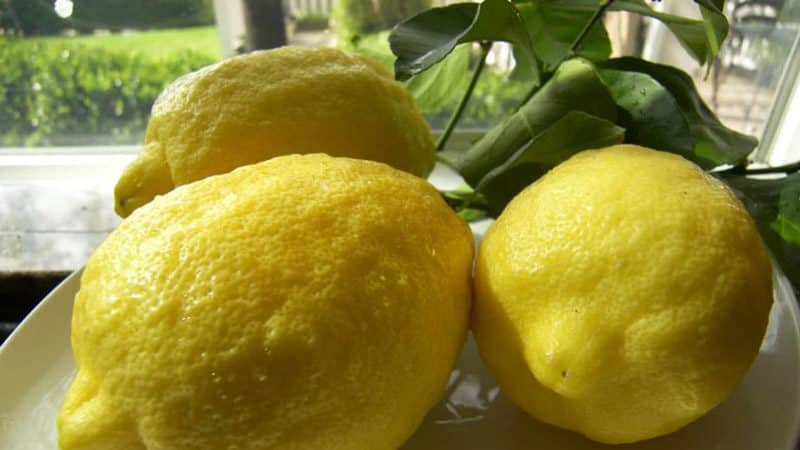 Ano ang mabuti tungkol sa iba't ibang Panderosa lemon at bakit ito nagkakahalaga ng paglaki?