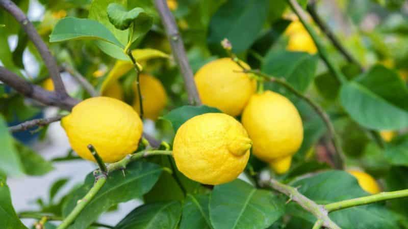 An unpretentious lemon variety, Jubilee, for beginner gardeners.