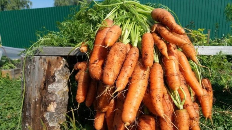 Unpretentious and disease-resistant carrot variety Berlicum Royal