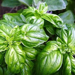 Green vegetable basil variety Tonus: lumalaki mula sa mga buto para sa mga nagsisimula