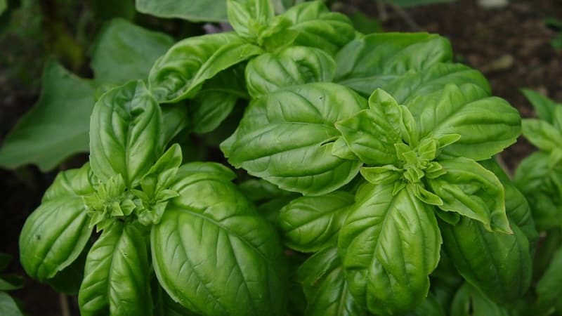 Green vegetable basil variety Tonus: lumalaki mula sa mga buto para sa mga nagsisimula