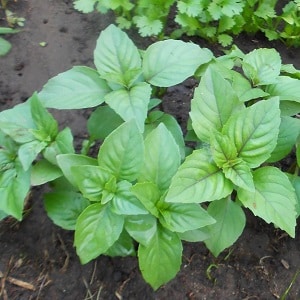 Variedade de manjericão vegetal verde Tonus: cultivo a partir de sementes para iniciantes