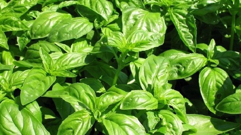 Green vegetable basil variety Tonus: lumalaki mula sa mga buto para sa mga nagsisimula