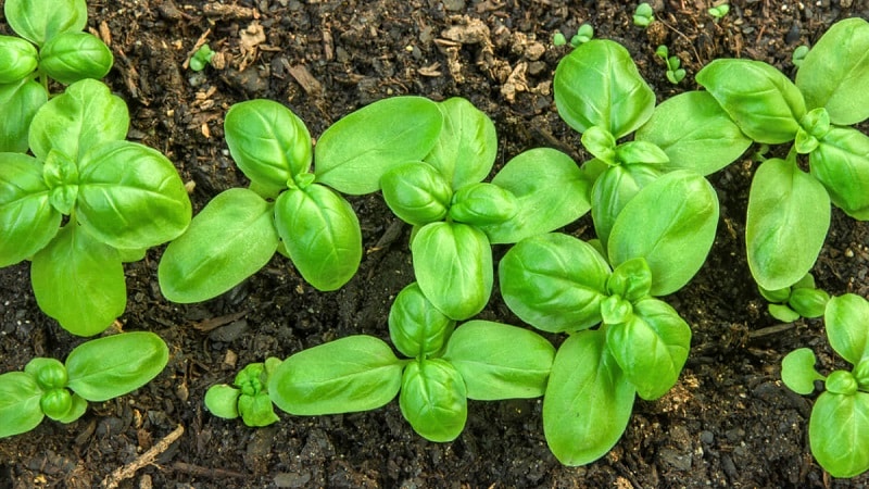 Variété de basilic végétal vert Tonus : culture à partir de graines pour débutants