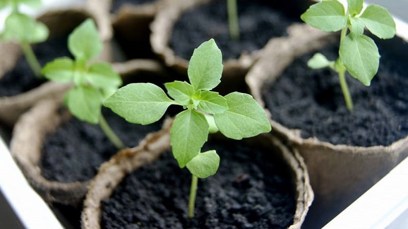 Variedade de manjericão vegetal verde Tonus: cultivo a partir de sementes para iniciantes