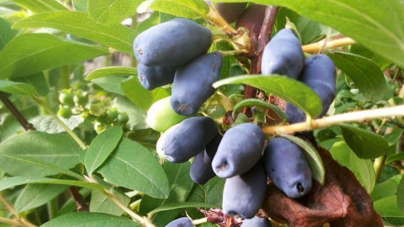 As melhores variedades de madressilva para os Urais: quais as características de escolher uma variedade e cultivá-la nesta região