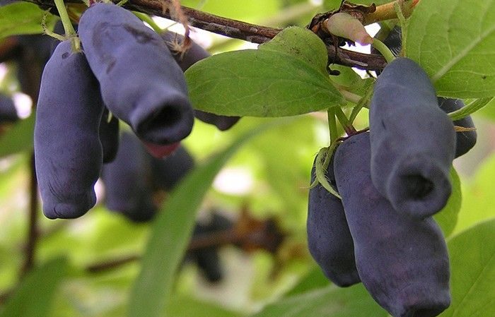 Najlepsze najlepsze odmiany wiciokrzewu na Uralu: jakie są cechy wyboru odmiany i jej uprawy w tym regionie