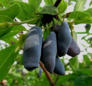 Frost-resistant early ripening honeysuckle variety Lakomka