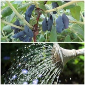 Variedad de madreselva Tomichka, de alto rendimiento y resistente a las heladas.