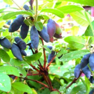 Variedad de madreselva Tomichka, de alto rendimiento y resistente a las heladas.