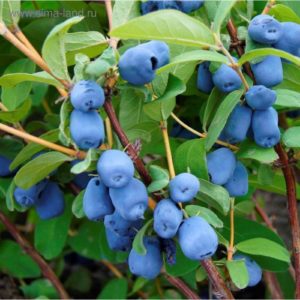 The best varieties of edible honeysuckle for Belarus