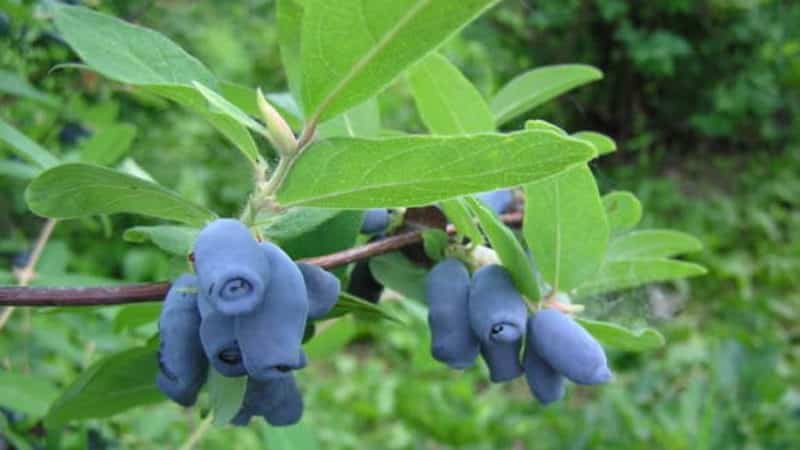 Early maturing resistant honeysuckle variety Vasyuganskaya