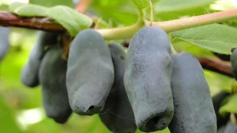 Early maturing resistant honeysuckle variety Vasyuganskaya