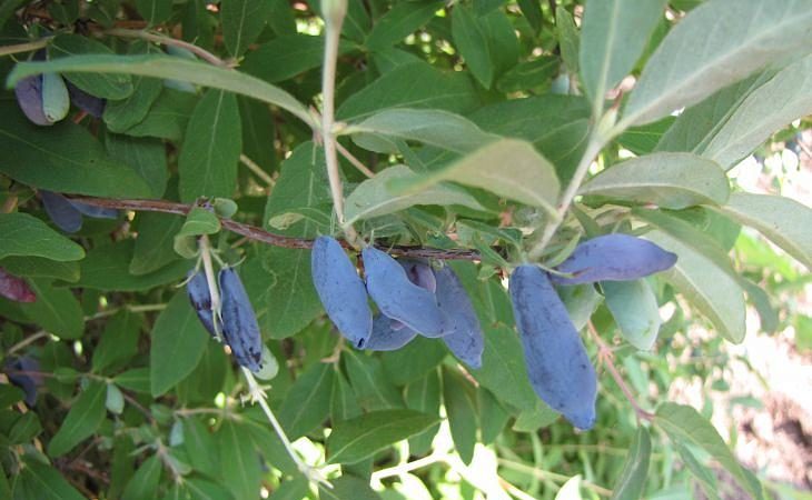 Maagang pagkahinog lumalaban honeysuckle iba't Vasyuganskaya