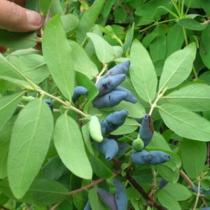 Early maturing resistant honeysuckle variety Vasyuganskaya