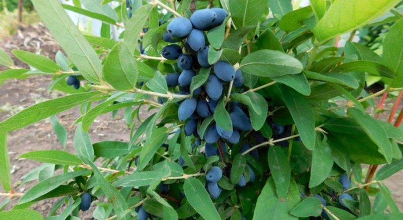 Variété de dessert mi-précoce de chèvrefeuille Volshebnitsa