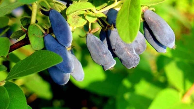 Variedad de postre medio temprano de madreselva Volshebnitsa